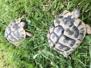 Landschildkröten THB Hercegovinensis Weibchen