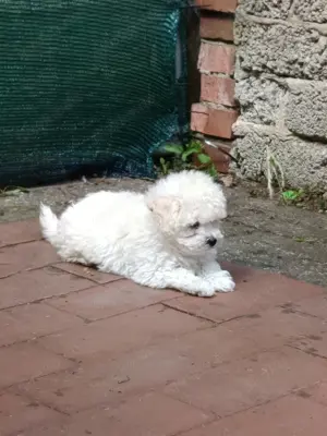 Bichon havanese 