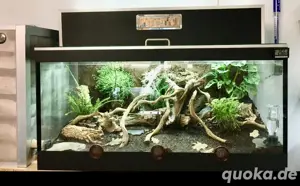 Terrarium -Ameisen 