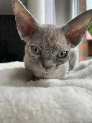Devon Rex Mödchen 