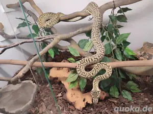  Morelia Spilota ssp  zebra Jaguar 