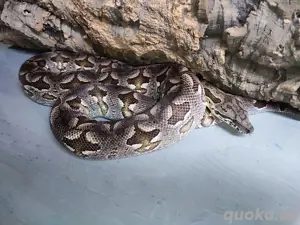 1.0 Südliche Madagaskarboa 