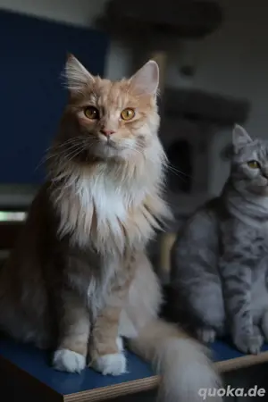 Maine Coon & BKH   Kastriert, geimpft & gechipt   Nur zusammen   mit Zubehör