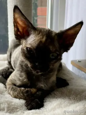 Devon Rex Mädchen Hermine  