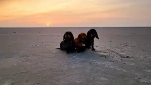 Kurzhaardackelwelpen schwarz-rot