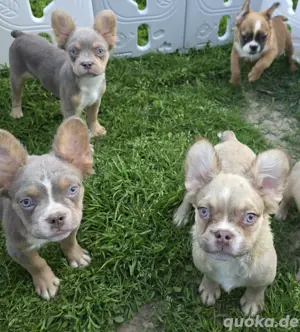 Französische Bulldogge Welpen
