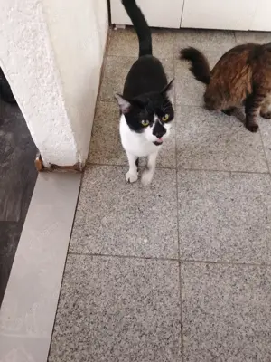 Jungen Katze