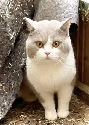 Deckkater BKH, Lilac Bicolor 