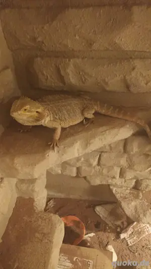 bartergam 