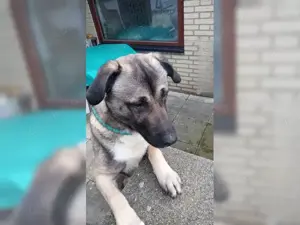 Sanfter Aron - Herz auf vier Pfoten