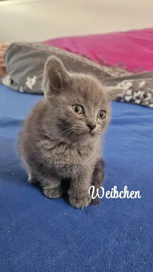 2 süße kitten zu verkaufen (bkh)