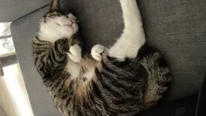 Katzen abzugeben 