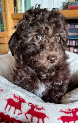 MALTIPOO-Welpen, F1b,  abgabebereit