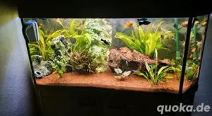 Aquarium inkl viel Zubehör und Fischen