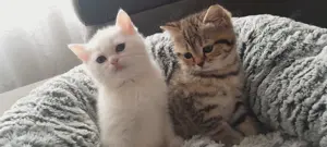 Süße Bkh Kitten zuverkaufen 