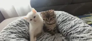 Süße BKH Kitten zuverkaufen 