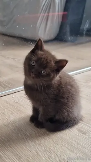 BKH Kitten suchen das beste Zuhause seltene Farben Choco,lilac , blue point