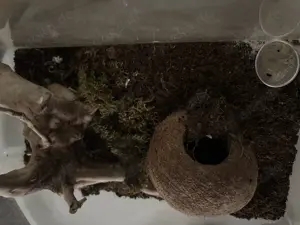 Vogelspinnen mit Terrarium ( Lasiodora Parahybana) 