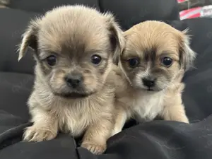Süße Langhaar Chihuahua Welpen (ab 26.05 zur Abgabe)