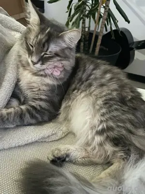 Reinrassige Türkisch Angora Katze