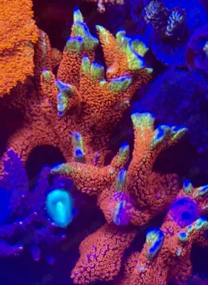 Korallenableger Meerwasser Aquaristik Montipora Bubble Gum 