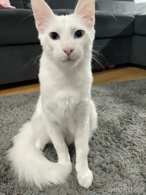 Reinrassiger Türkisch Angora Kater