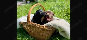 Süße Labradorwelpen suchen ab Pfingsten ein neues zuhause