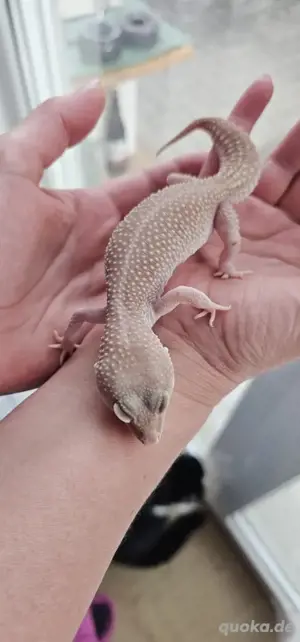 0.1 Leopardgecko Blizzard   Midnight Blizzard