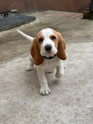 Beagle welpen