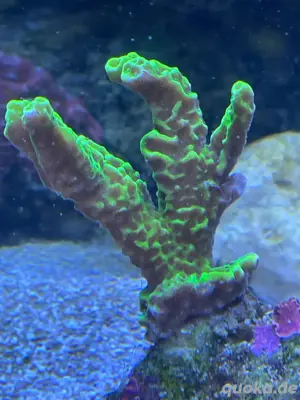 Montipora confusa -Korallenableger