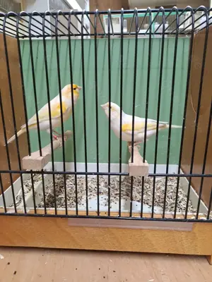 Kanarienvögel gelb mosaik 