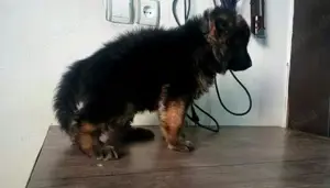 German Shepherd 