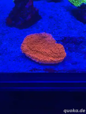 Montipora Platte in leuchtend rot - Korallenableger