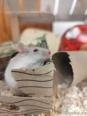 Zwei Farbemäuse abzugeben