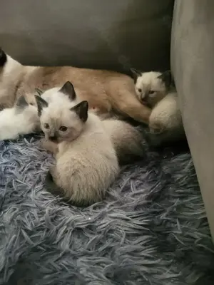 Siam Kitten mit 12 Wochen abzugeben 1 Kater, 2 Katzen