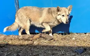 Die schöne Aphrodite sucht ein Zuhause.