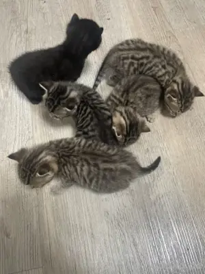 EHK kitten