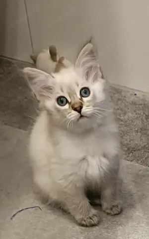 Wunderschöne Ragdoll-Kitten 