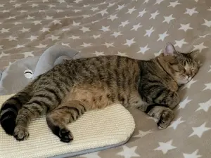  BKH Deckkater mit Erfahrung (kein Verkauf) Bild 3