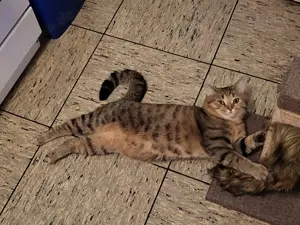  BKH Deckkater mit Erfahrung (kein Verkauf) Bild 2