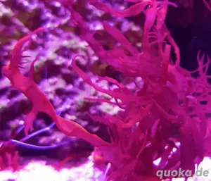 Meerwasser-, Salzwasser-, Makroalge: Dragon s Breath (Halymenia)