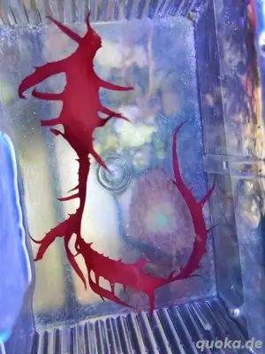 Meerwasser-, Salzwasser-, Makroalge: Dragon s Breath (Rotalge)