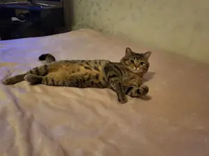  BKH Deckkater mit Erfahrung (kein Verkauf)