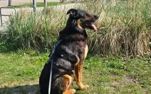 Samba - ein wahrer Traumhund
