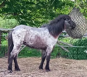 Islandpferd Rappfarbwechsler Jährling Isländer
