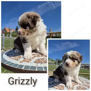   Wunderschöne ASCA Australian Shepherd Welpen    