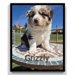   Wunderschöne ASCA Australian Shepherd Welpen    