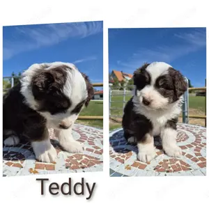Wunderschöne ASCA Australian Shepherd Welpen m.P. 