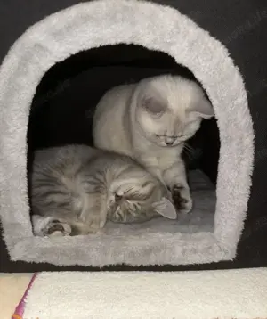Katzen zu verkaufen