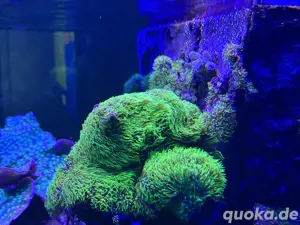 Grüne Röhrenkoralle Affenhaar Briareum Koralle Meerwasser Aquarium 